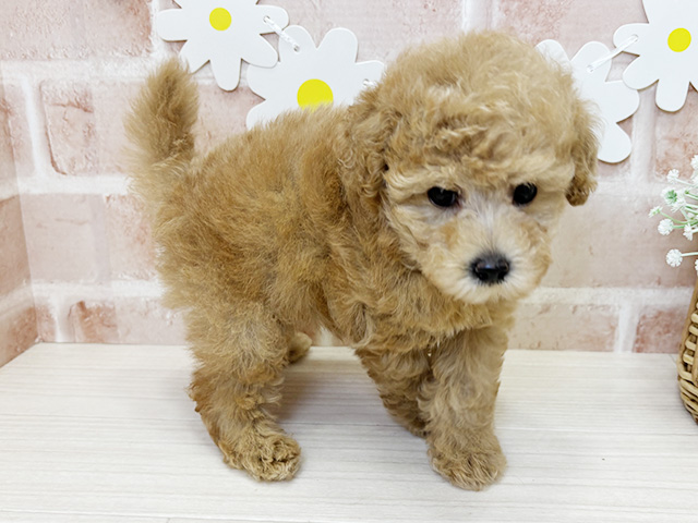 鹿児島県のタイニープードル (ペッツファースト鹿児島店/2025年7月22日生まれ/女の子/アプリコット)の子犬の2枚目の画像