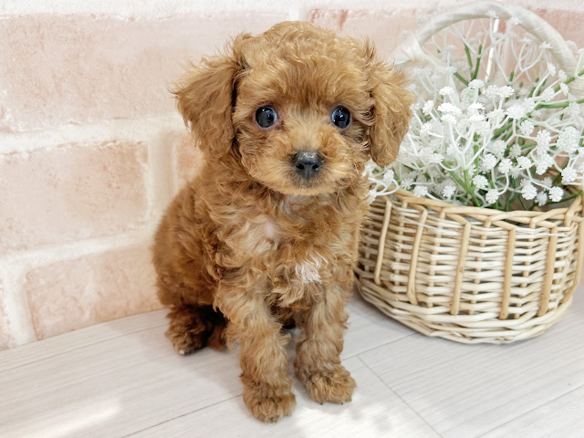 東京都のトイプードル(トイ) (ペッツファースト町田店/2025年7月22日生まれ/男の子/レッド)の子犬