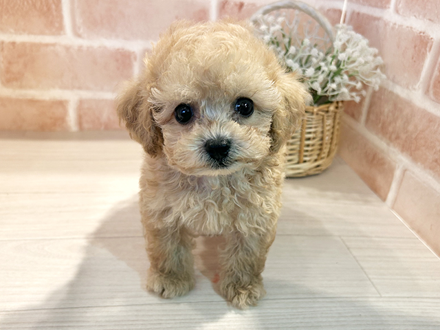 東京都のタイニープードル (ペッツファースト町田店/2025年7月22日生まれ/男の子/アプリコット)の子犬の1枚目の画像