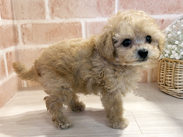 東京都のタイニープードル (ペッツファースト町田店/2025年7月22日生まれ/男の子/アプリコット)の子犬の2枚目の画像