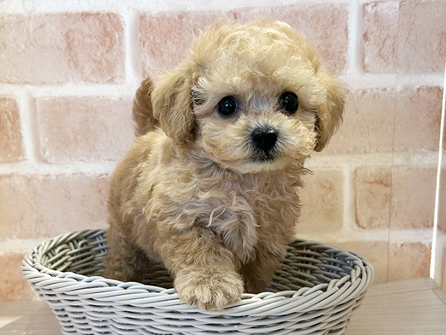 東京都のタイニープードル (ペッツファースト町田店/2025年7月22日生まれ/男の子/アプリコット)の子犬の3枚目の画像