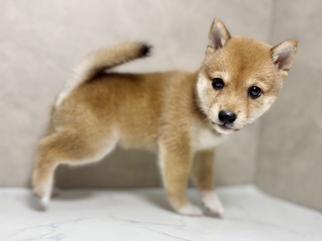 大阪府の豆柴 (ペッツファースト東大阪店/2025年7月20日生まれ/男の子/赤)の子犬の2枚目の画像