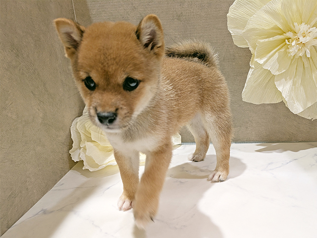 秋田県の豆柴 (ペッツファースト秋田店/2025年7月22日生まれ/男の子/赤)の子犬の1枚目の画像
