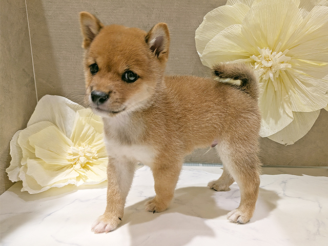 秋田県の豆柴 (ペッツファースト秋田店/2025年7月22日生まれ/男の子/赤)の子犬の2枚目の画像