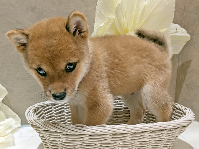 秋田県の豆柴 (ペッツファースト秋田店/2025年7月22日生まれ/男の子/赤)の子犬の3枚目の画像