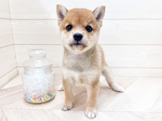埼玉県の豆柴 (ペッツファーストふじみ野店/2025年7月22日生まれ/男の子/赤)の子犬の1枚目の画像