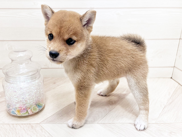 埼玉県の豆柴 (ペッツファーストふじみ野店/2025年7月22日生まれ/男の子/赤)の子犬の2枚目の画像