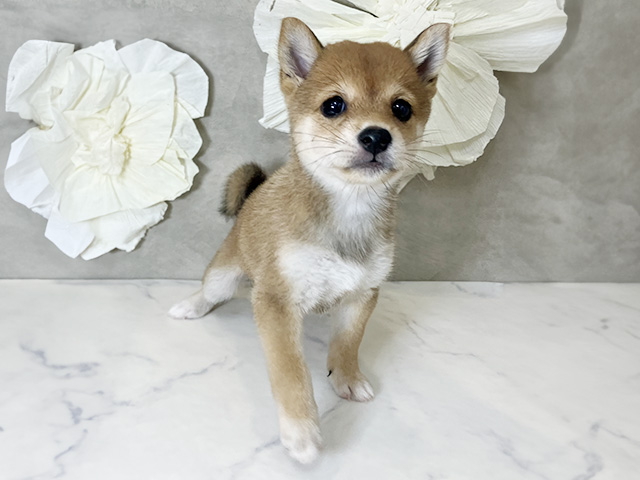 東京都の豆柴 (ペッツファースト下北沢店/2025年7月22日生まれ/女の子/赤)の子犬の1枚目の画像