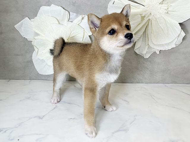東京都の豆柴 (ペッツファースト下北沢店/2025年7月22日生まれ/女の子/赤)の子犬の2枚目の画像