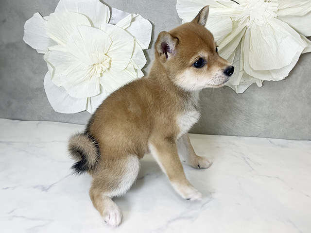 東京都の豆柴 (ペッツファースト下北沢店/2025年7月22日生まれ/女の子/赤)の子犬の3枚目の画像