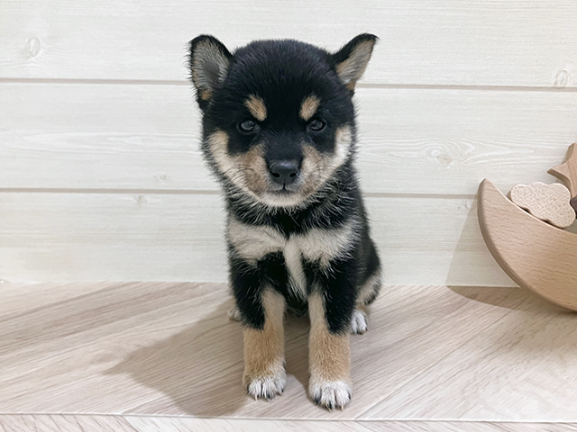 広島県の豆柴 (ペッツファースト広島祇園店/2025年7月22日生まれ/女の子/黒)の子犬の1枚目の画像