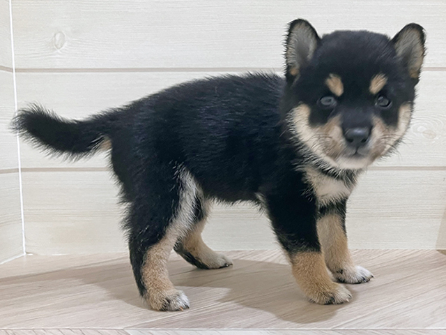 広島県の豆柴 (ペッツファースト広島祇園店/2025年7月22日生まれ/女の子/黒)の子犬の2枚目の画像