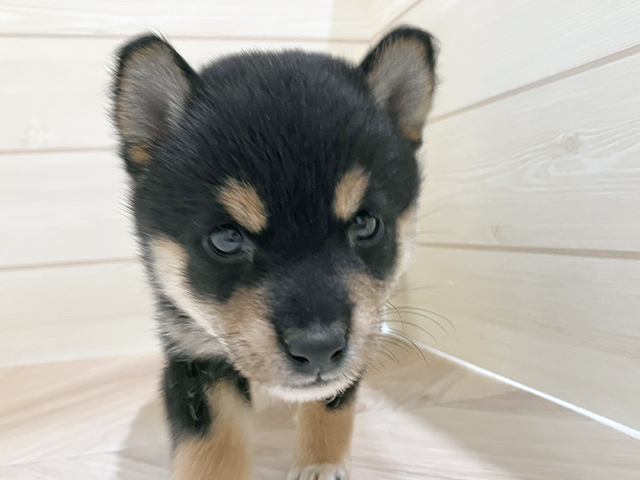 広島県の豆柴 (ペッツファースト広島祇園店/2025年7月22日生まれ/女の子/黒)の子犬の3枚目の画像