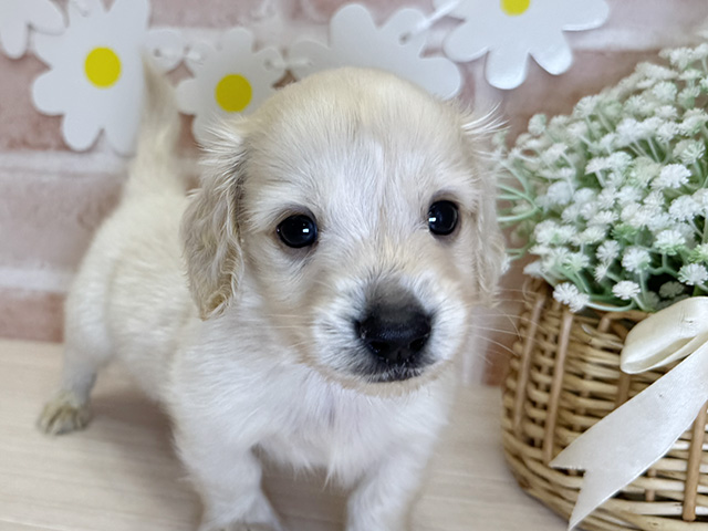鹿児島県のミニチュアダックスフンド(ロング) (ペッツファースト鹿児島店/2025年7月22日生まれ/男の子/イエロー)の子犬の3枚目の画像