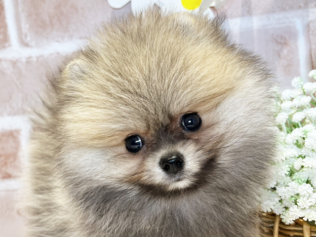 岡山県のポメラニアン (ペッツファースト倉敷店/2025年7月22日生まれ/男の子/オレンジ)の子犬の3枚目の画像