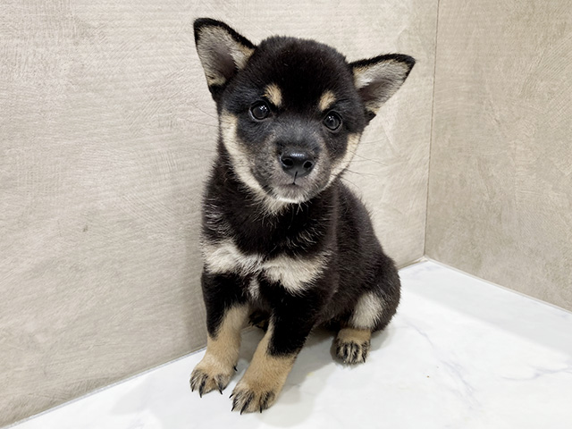 静岡県の豆柴 (ペッツファースト富士宮店/2025年7月21日生まれ/男の子/黒)の子犬