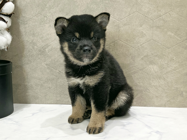東京都の豆柴 (ペッツファースト晴海店/2025年7月21日生まれ/男の子/黒)の子犬の1枚目の画像