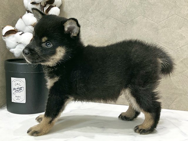 東京都の豆柴 (ペッツファースト晴海店/2025年7月21日生まれ/男の子/黒)の子犬の2枚目の画像