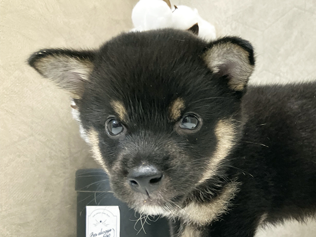 東京都の豆柴 (ペッツファースト晴海店/2025年7月21日生まれ/男の子/黒)の子犬の3枚目の画像