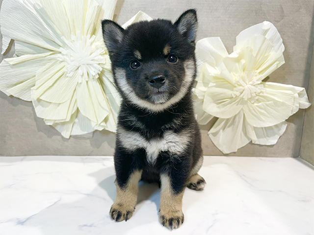 東京都の豆柴 (ペッツファースト原宿店/2025年7月21日生まれ/女の子/黒)の子犬の1枚目の画像