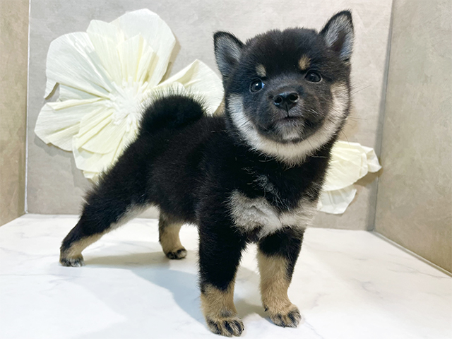 東京都の豆柴 (ペッツファースト原宿店/2025年7月21日生まれ/女の子/黒)の子犬の2枚目の画像