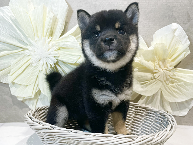 東京都の豆柴 (ペッツファースト原宿店/2025年7月21日生まれ/女の子/黒)の子犬の3枚目の画像