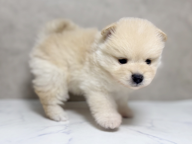 大阪府のポメラニアン (ペッツファースト東大阪店/2025年7月21日生まれ/男の子/クリーム)の子犬の2枚目の画像