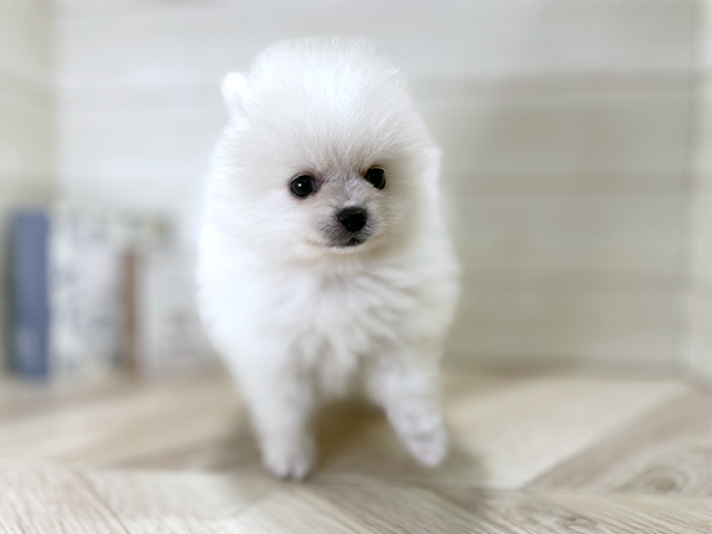 大阪府のポメラニアン (ペッツファースト梅田店/2025年7月19日生まれ/男の子/クリーム)の子犬