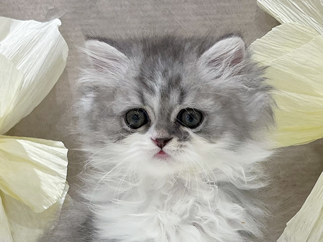 東京都のラガマフィン (ペッツファースト新宿店/2025年7月20日生まれ/男の子/ブルータビーホワイト)の子猫の3枚目の画像