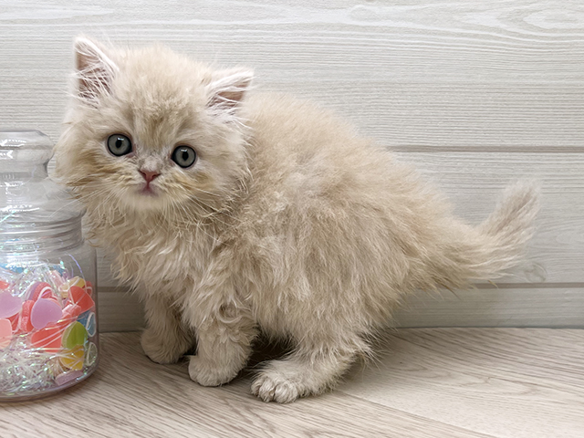 東京都のラガマフィン (ペッツファースト渋谷店/2025年7月20日生まれ/女の子/クリームタビー)の子猫の2枚目の画像