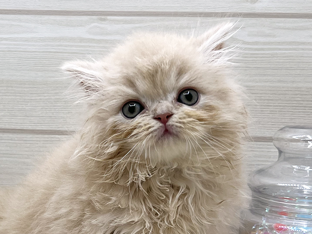 東京都のラガマフィン (ペッツファースト渋谷店/2025年7月20日生まれ/女の子/クリームタビー)の子猫の3枚目の画像