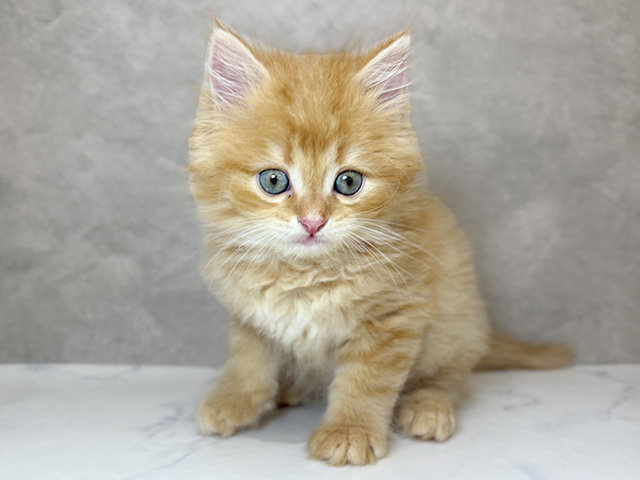東京都のラガマフィン (ペッツファースト神楽坂店/2025年7月20日生まれ/男の子/レッドタビー)の子猫の1枚目の画像