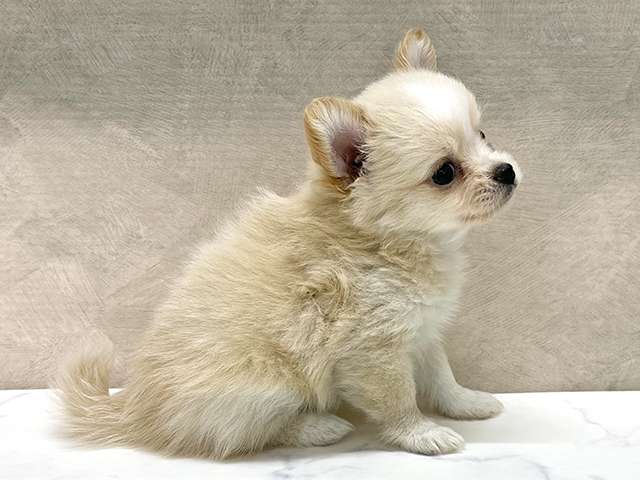 茨城県のポメチワ/チワポメ/ポメチー(ポメラニアン×チワワ) (ペッツファースト土浦店/2025年7月23日生まれ/女の子/クリームホワイト)の子犬の2枚目の画像