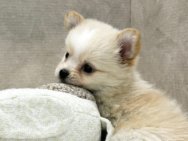 茨城県のポメチワ/チワポメ/ポメチー(ポメラニアン×チワワ) (ペッツファースト土浦店/2025年7月23日生まれ/女の子/クリームホワイト)の子犬の3枚目の画像