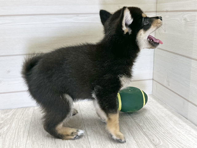 愛知県の豆柴 (ペッツファースト大高店/2025年7月23日生まれ/男の子/黒)の子犬の2枚目の画像