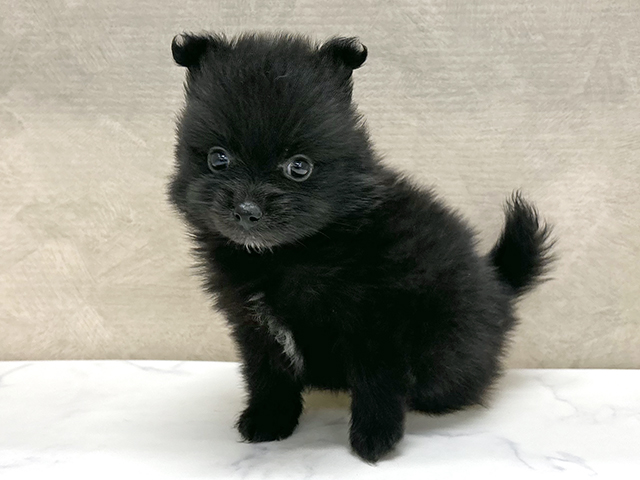 ポメラニアン
