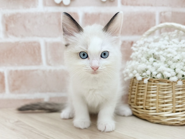 東京都のラグドール (ペッツファーストfor cats武蔵小山店/2025年7月23日生まれ/男の子/ブルーポイントバイカラー)の子猫の1枚目の画像