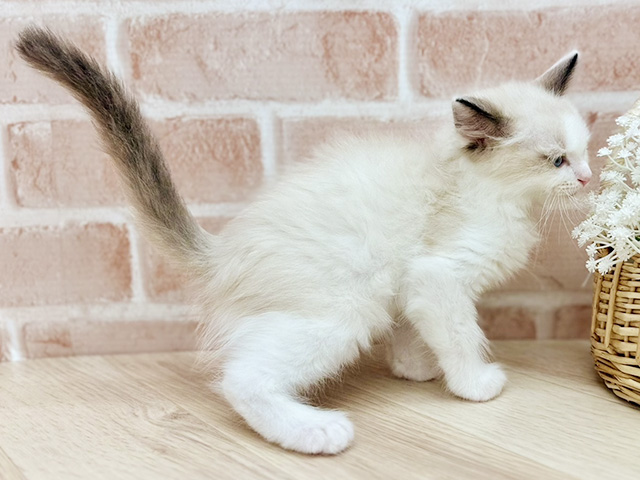 東京都のラグドール (ペッツファーストfor cats武蔵小山店/2025年7月23日生まれ/男の子/ブルーポイントバイカラー)の子猫の2枚目の画像