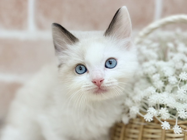 東京都のラグドール (ペッツファーストfor cats武蔵小山店/2025年7月23日生まれ/男の子/ブルーポイントバイカラー)の子猫の3枚目の画像