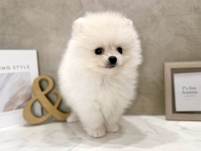 東京都のポメラニアン (ペッツファースト青山店/2025年7月23日生まれ/女の子/クリーム)の子犬の1枚目の画像