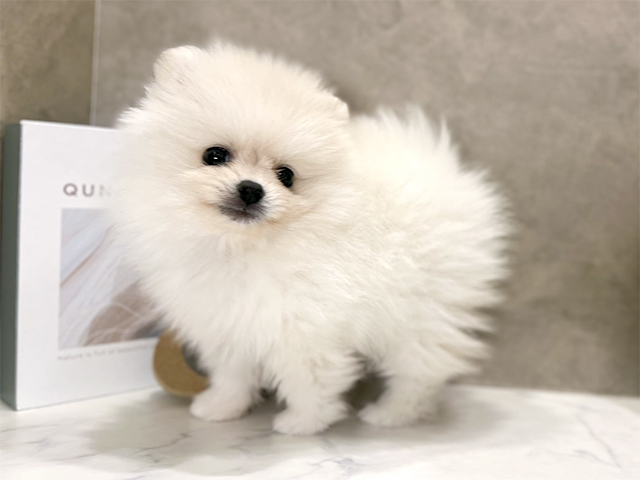 東京都のポメラニアン (ペッツファースト青山店/2025年7月23日生まれ/女の子/クリーム)の子犬の2枚目の画像