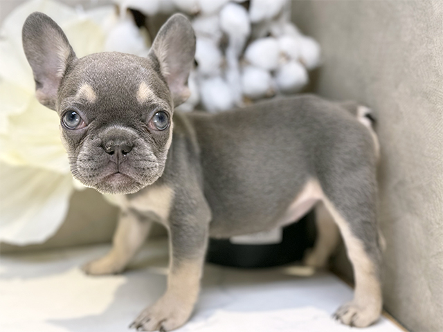 埼玉県のフレンチブルドッグ (ペッツファースト川口店/2025年7月23日生まれ/女の子/ライラックタン)の子犬の2枚目の画像