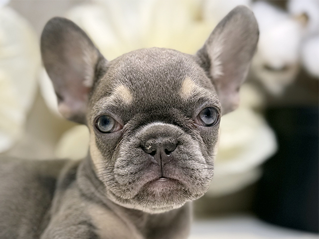 埼玉県のフレンチブルドッグ (ペッツファースト川口店/2025年7月23日生まれ/女の子/ライラックタン)の子犬の3枚目の画像