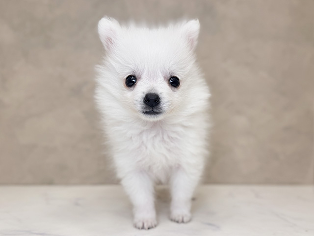 埼玉県のハーフ犬・ミックス犬 (ペッツファーストPETEMOレイクタウンmori店/2025年7月23日生まれ/女の子/ホワイト)の子犬の1枚目の画像