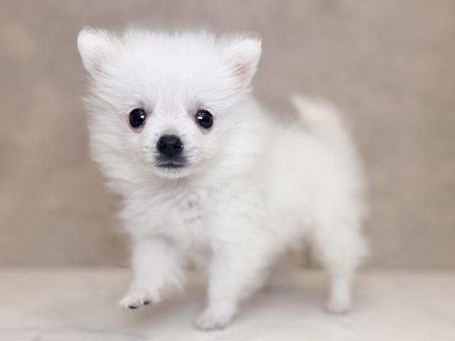 埼玉県のハーフ犬・ミックス犬 (ペッツファーストPETEMOレイクタウンmori店/2025年7月23日生まれ/女の子/ホワイト)の子犬の2枚目の画像