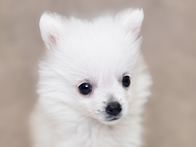 埼玉県のハーフ犬・ミックス犬 (ペッツファーストPETEMOレイクタウンmori店/2025年7月23日生まれ/女の子/ホワイト)の子犬の3枚目の画像