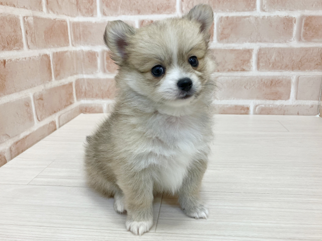 ポメチワ