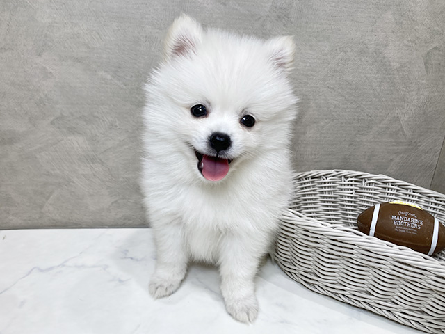 静岡県のハーフ犬・ミックス犬 (ペッツファースト富士宮店/2025年7月23日生まれ/男の子/クリーム)の子犬の1枚目の画像