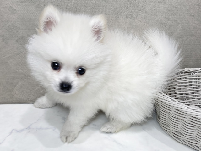 静岡県のハーフ犬・ミックス犬 (ペッツファースト富士宮店/2025年7月23日生まれ/男の子/クリーム)の子犬の2枚目の画像