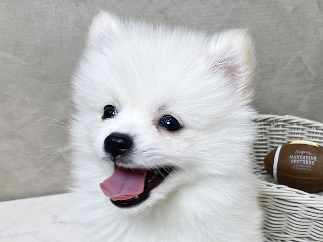 静岡県のハーフ犬・ミックス犬 (ペッツファースト富士宮店/2025年7月23日生まれ/男の子/クリーム)の子犬の3枚目の画像